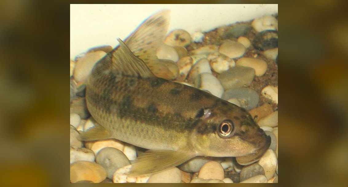 Top 10 Chinese Algae Eater Alternatives 2027