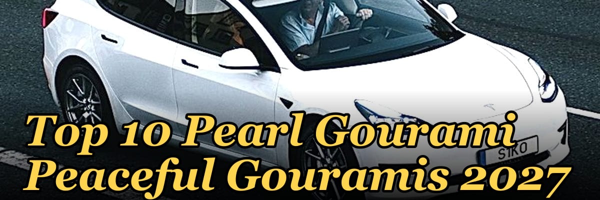 Top 10 Pearl Gourami Peaceful Gouramis 2027