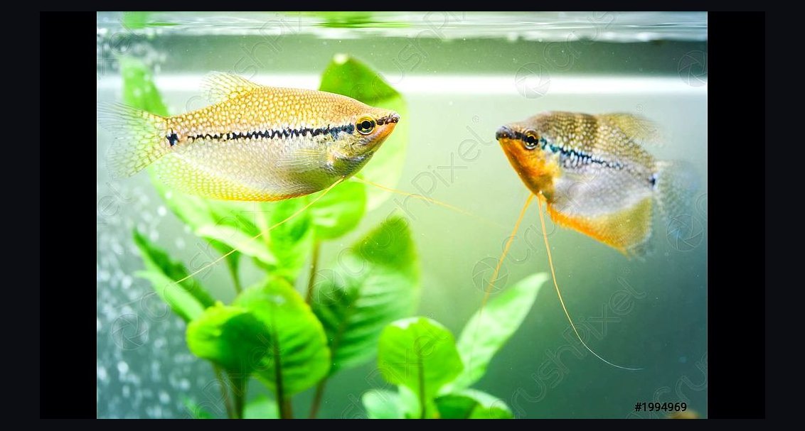 Top 10 Pearl Gourami Peaceful Gouramis 2027