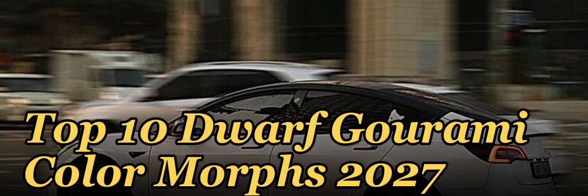 Top 10 Dwarf Gourami Color Morphs 2027