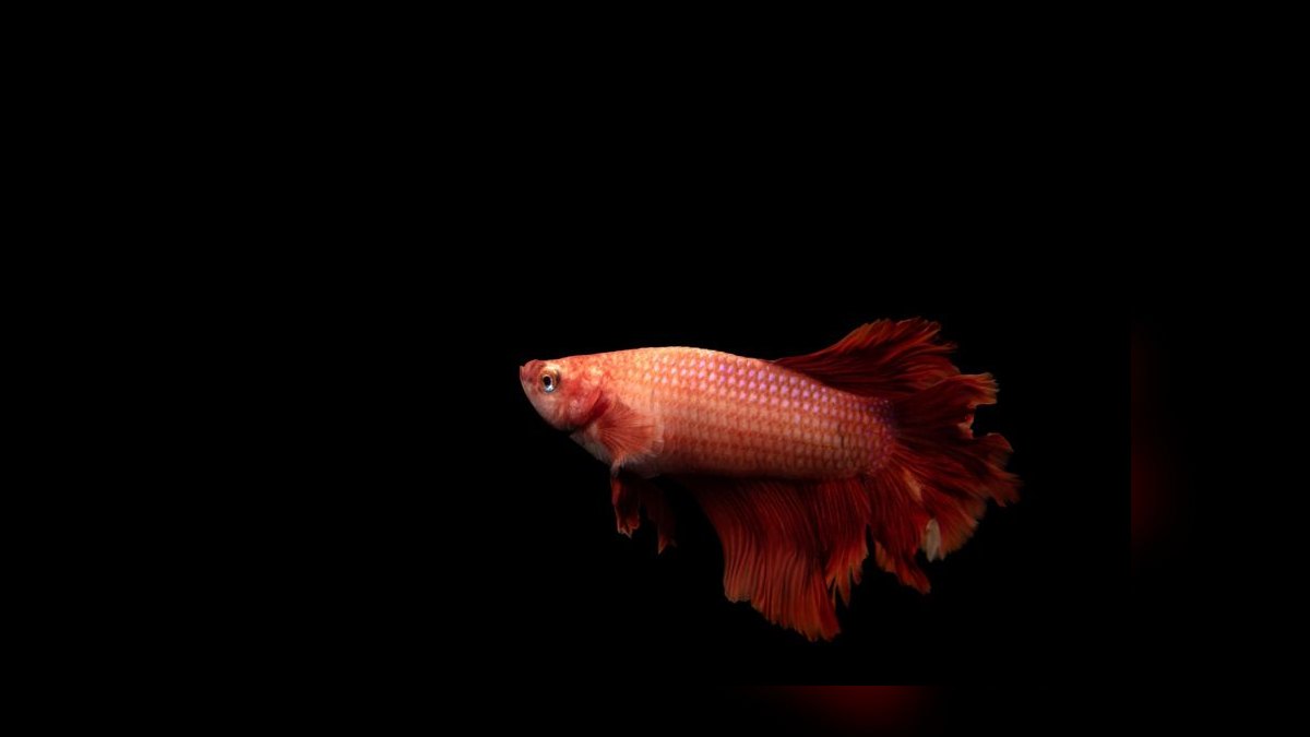 Top 10 Sparkling Gourami Nano Fish 2027 — figure 1