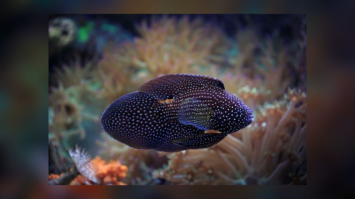 Top 10 Sparkling Gourami Nano Fish 2027 — figure 10