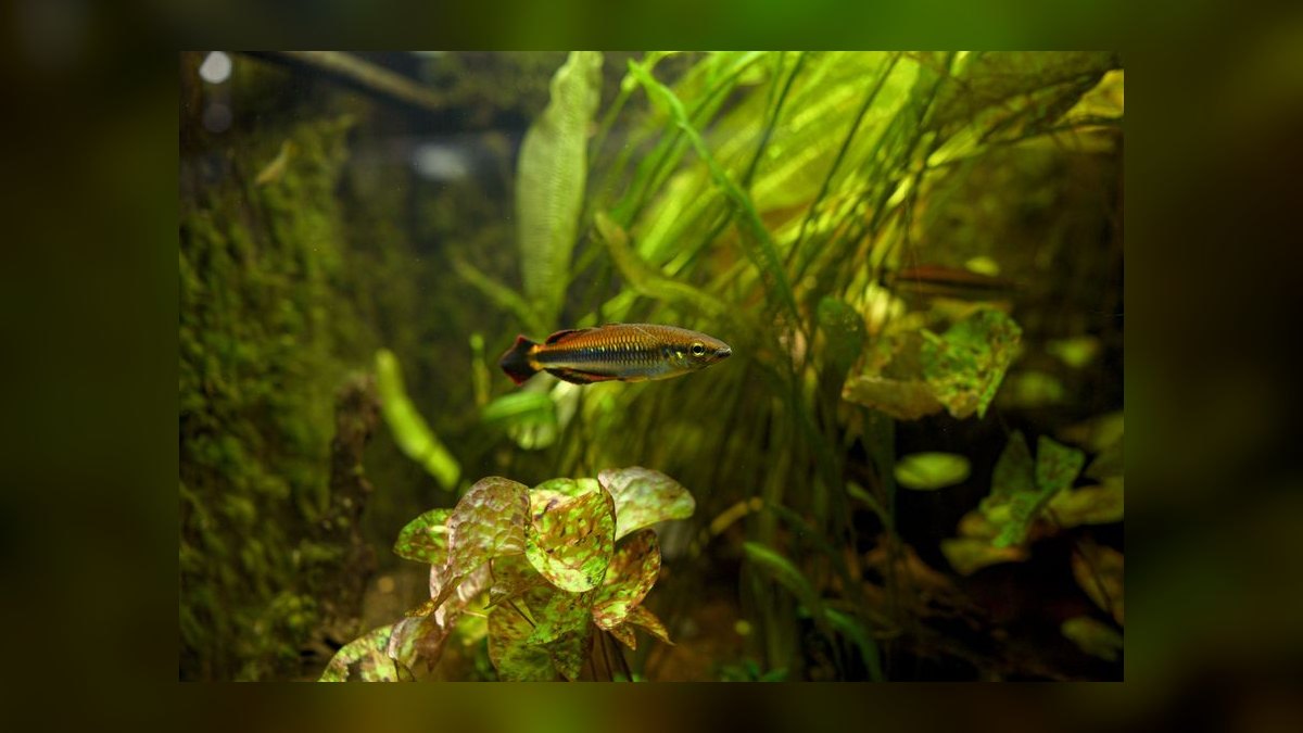 Top 10 Sparkling Gourami Nano Fish 2027 — figure 6