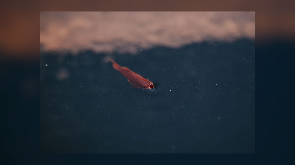 Top 10 Sparkling Gourami Nano Fish 2027 — figure 8