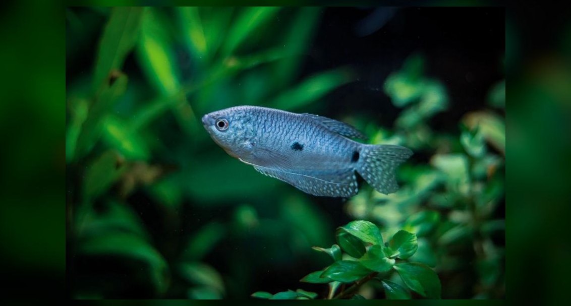 Top 10 Sparkling Gourami Nano Fish 2027
