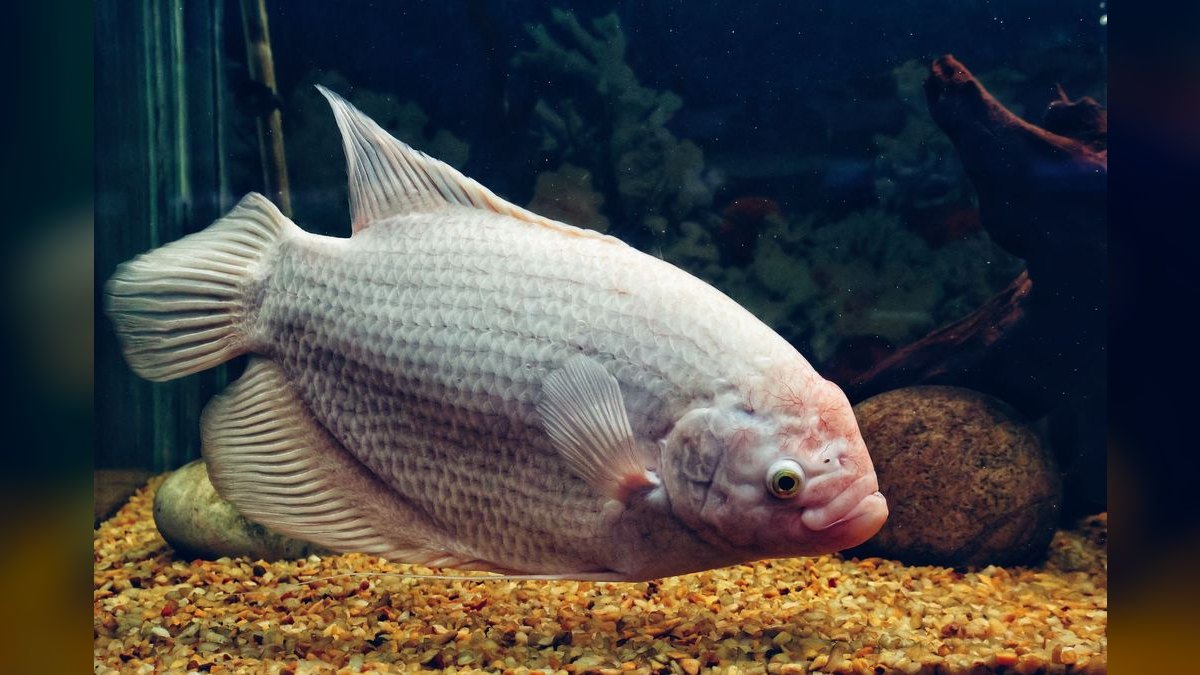 Top 10 Licorice Gourami Rare Gouramis 2027 — figure 3