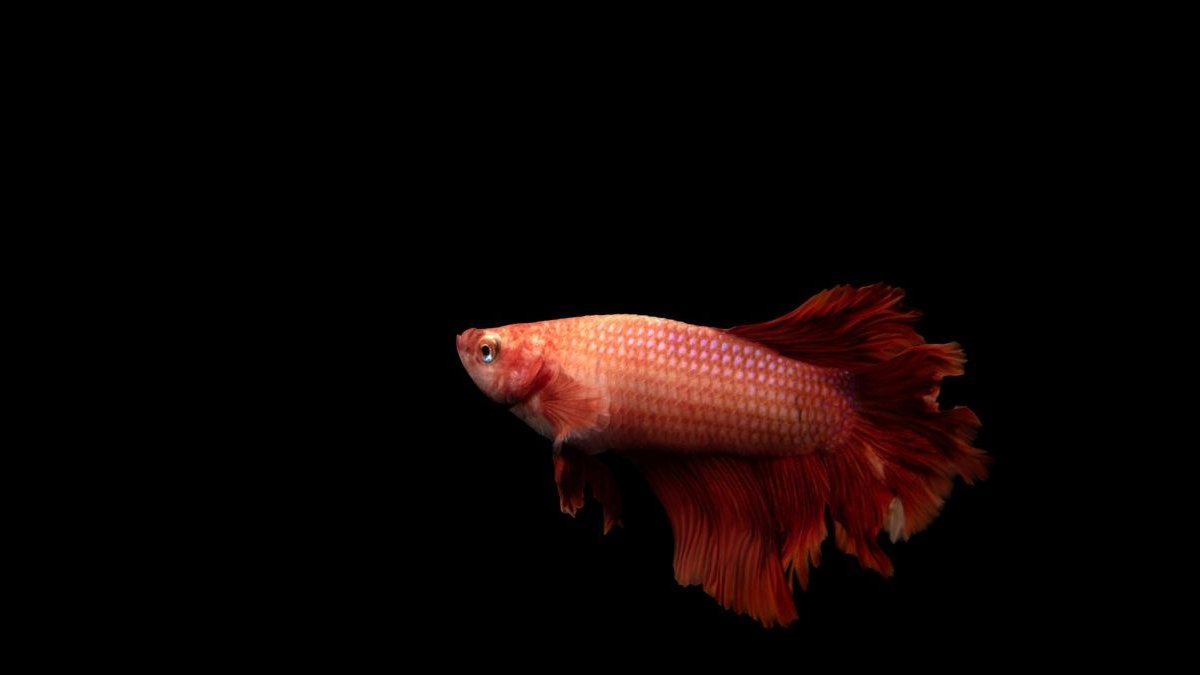 Top 10 Licorice Gourami Rare Gouramis 2027 — figure 4