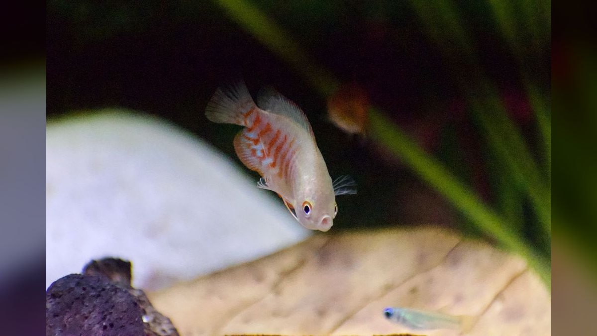 Top 10 Licorice Gourami Rare Gouramis 2027