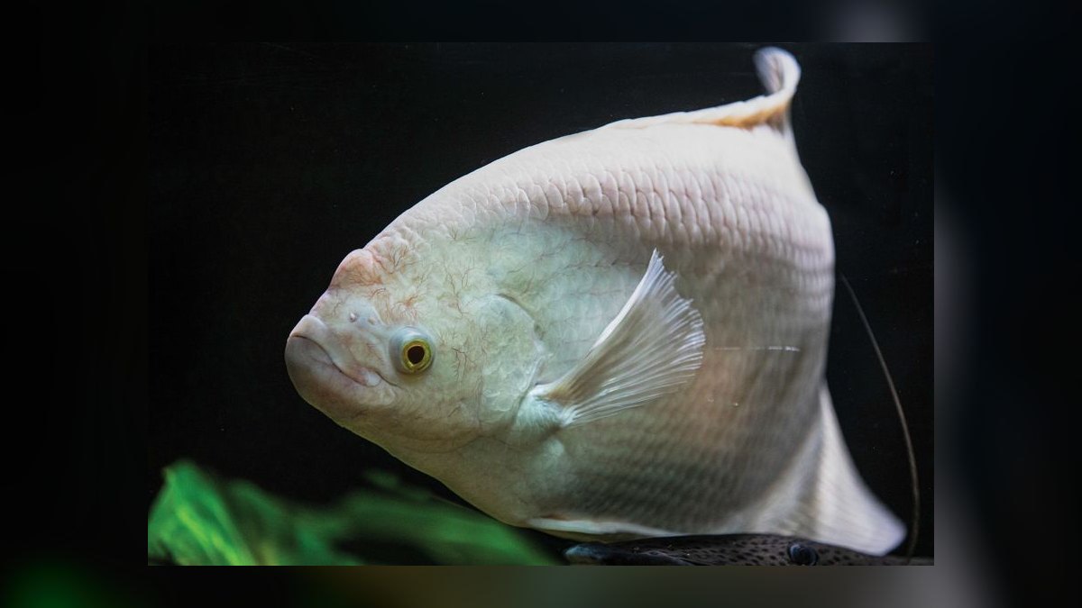 Top 10 Moonlight Gourami Large Gouramis 2027 — figure 1