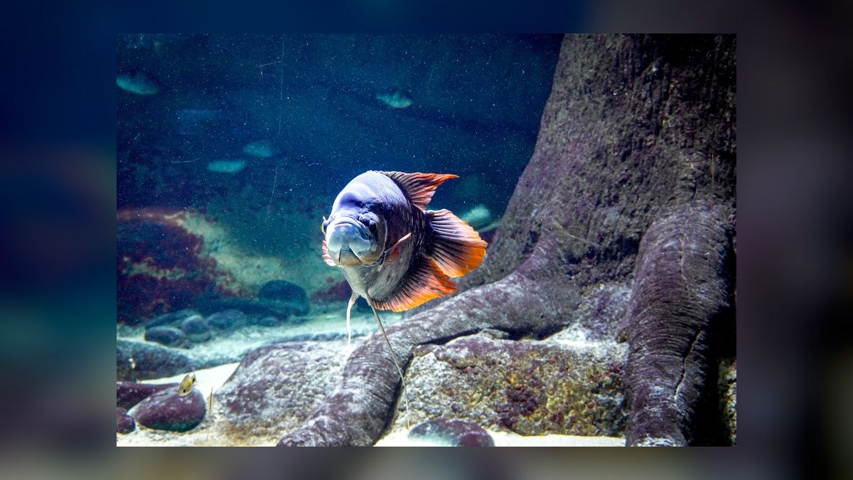 Top 10 Moonlight Gourami Large Gouramis 2027 — figure 2