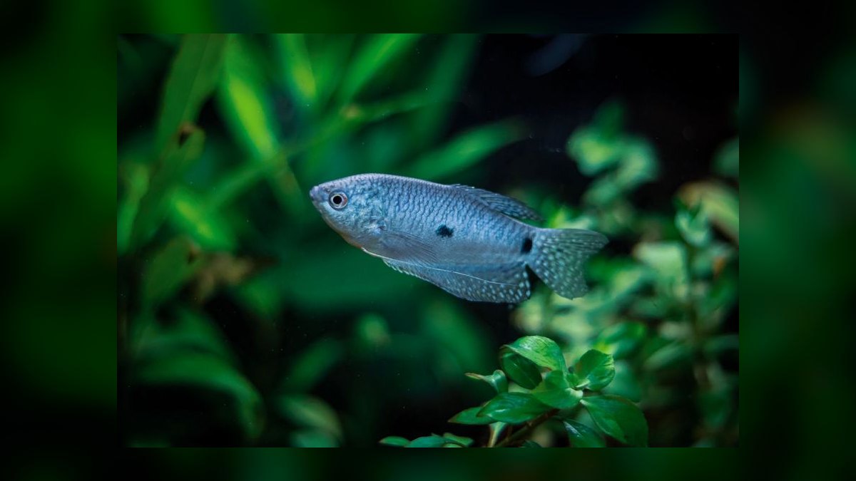 Top 10 Moonlight Gourami Large Gouramis 2027 — figure 3