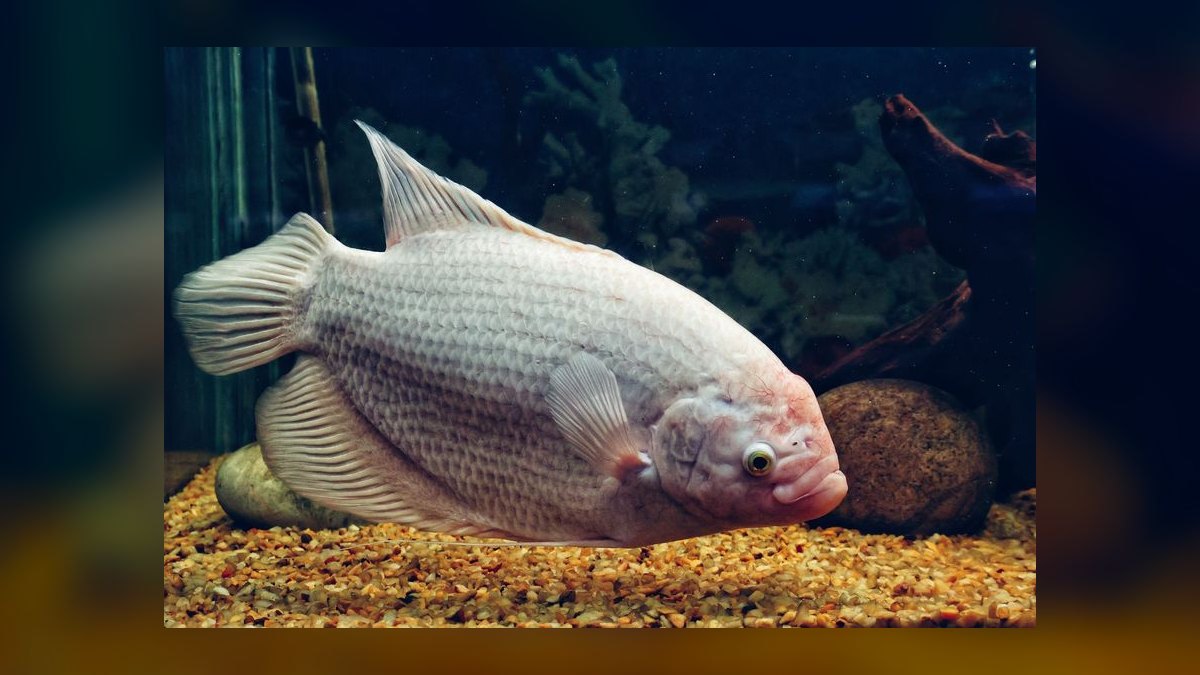 Top 10 Moonlight Gourami Large Gouramis 2027 — figure 4