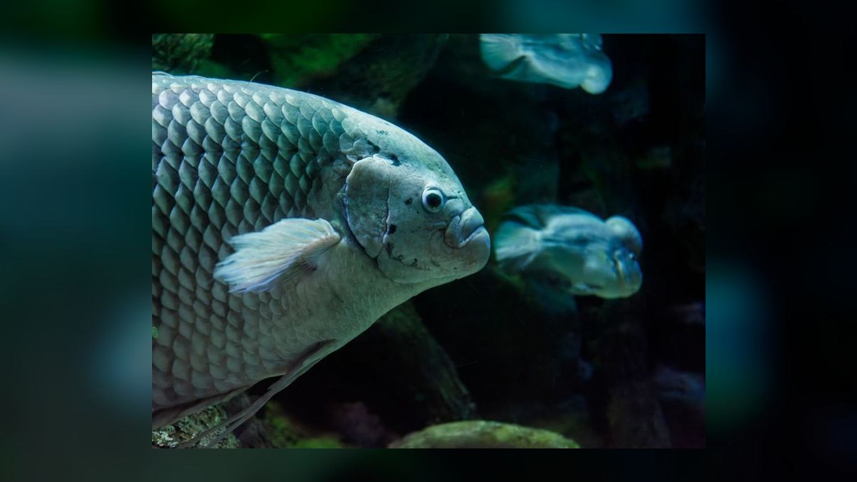 Top 10 Moonlight Gourami Large Gouramis 2027 — figure 5