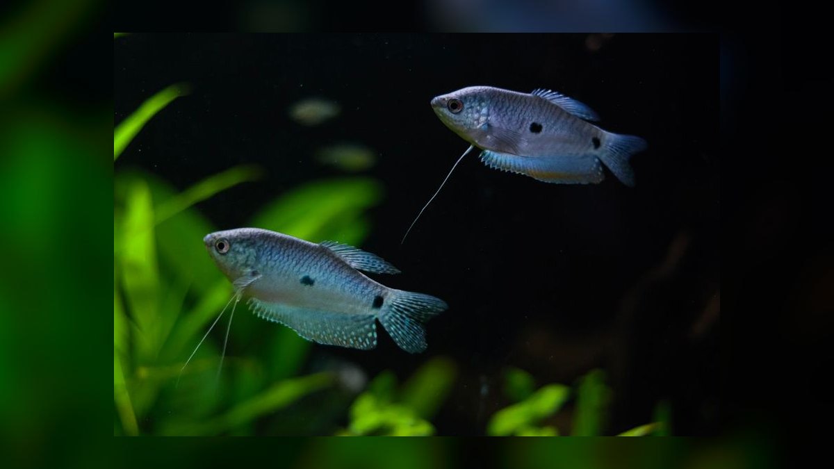 Top 10 Moonlight Gourami Large Gouramis 2027 — figure 6