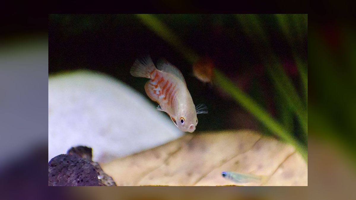 Top 10 Moonlight Gourami Large Gouramis 2027 — figure 7