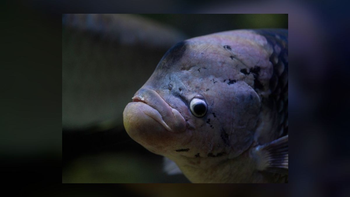 Top 10 Moonlight Gourami Large Gouramis 2027 — figure 8
