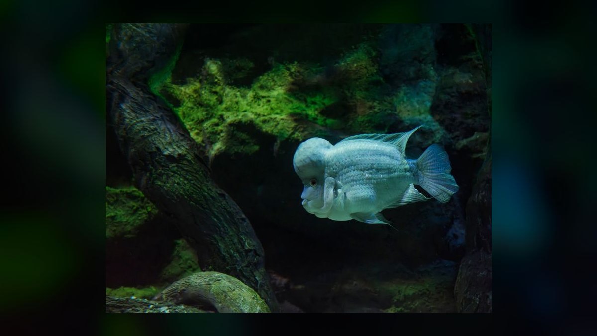 Top 10 Moonlight Gourami Large Gouramis 2027 — figure 9