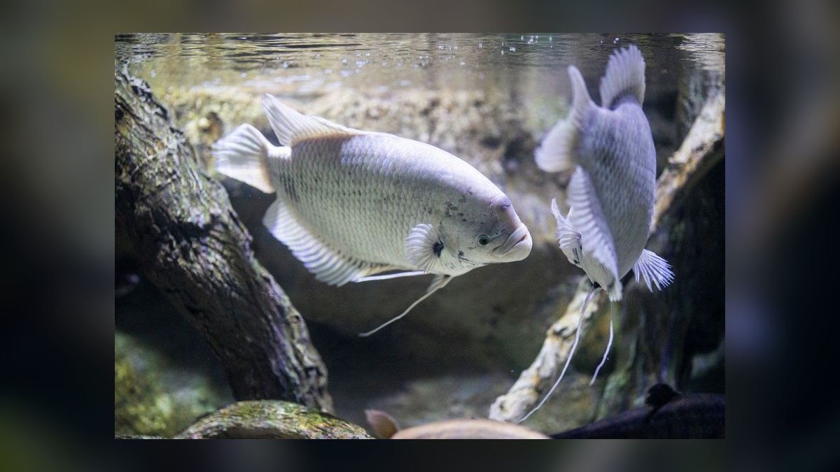Top 10 Moonlight Gourami Large Gouramis 2027
