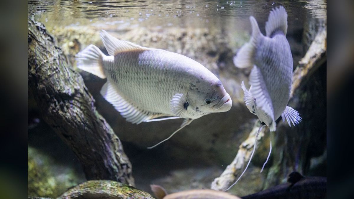 Top 10 Blue Gourami Community Fish 2027 — figure 2