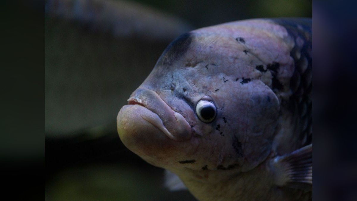 Top 10 Blue Gourami Community Fish 2027 — figure 3
