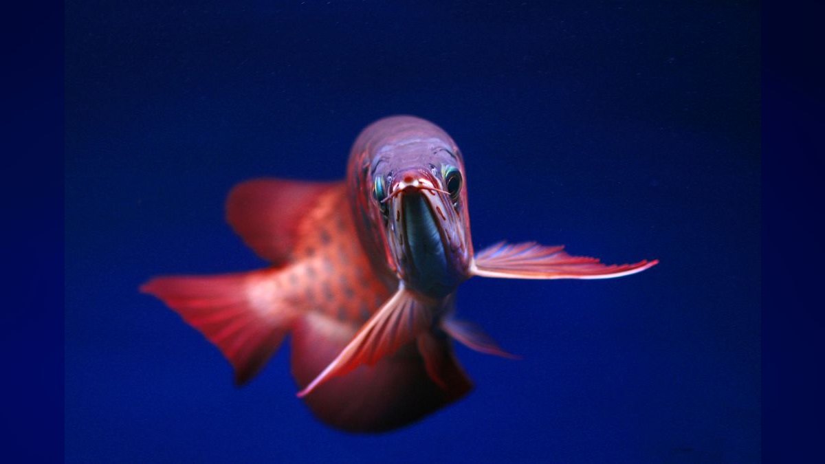 Top 10 Blue Gourami Community Fish 2027 — figure 5