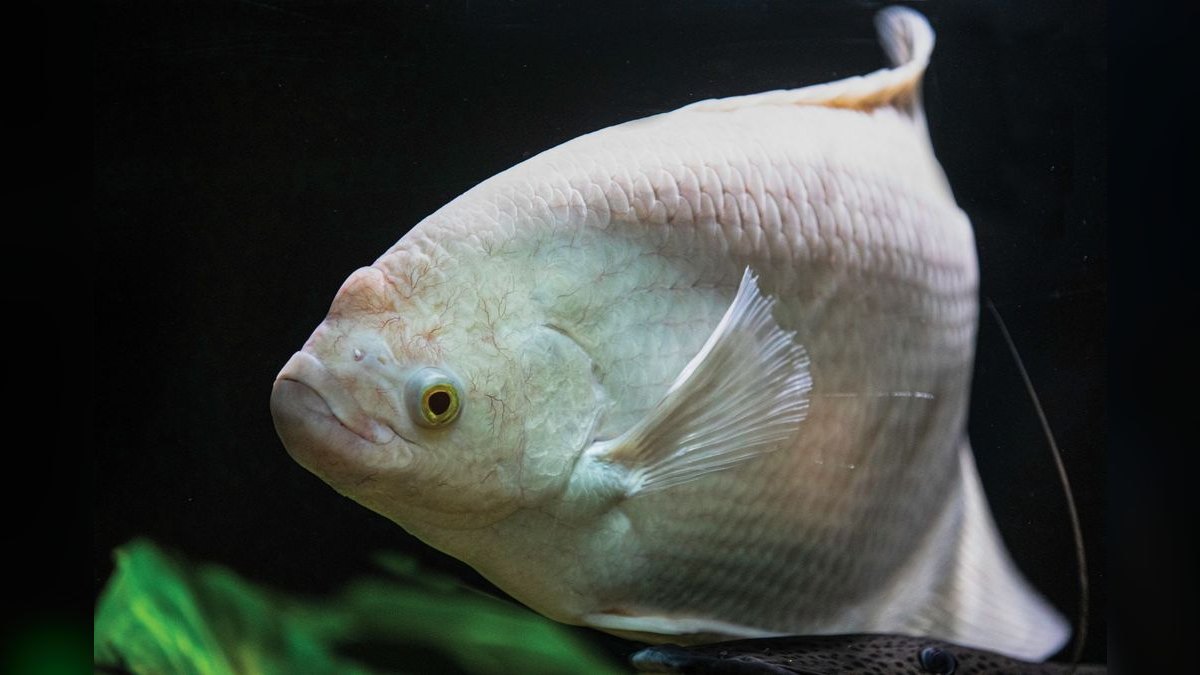 Top 10 Blue Gourami Community Fish 2027 — figure 6