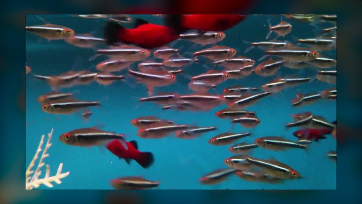 Top 10 Blue Gourami Community Fish 2027