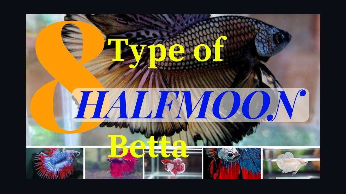Top 10 Betta Fish Tail Types 2027 — figure 2