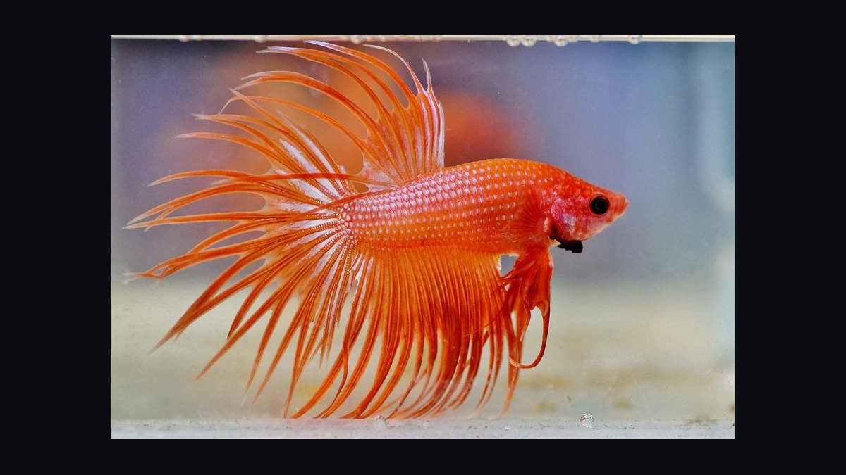 Top 10 Betta Fish Tail Types 2027 — figure 3
