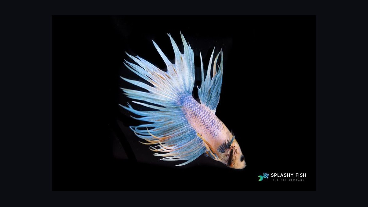 Top 10 Betta Fish Tail Types 2027 — figure 4