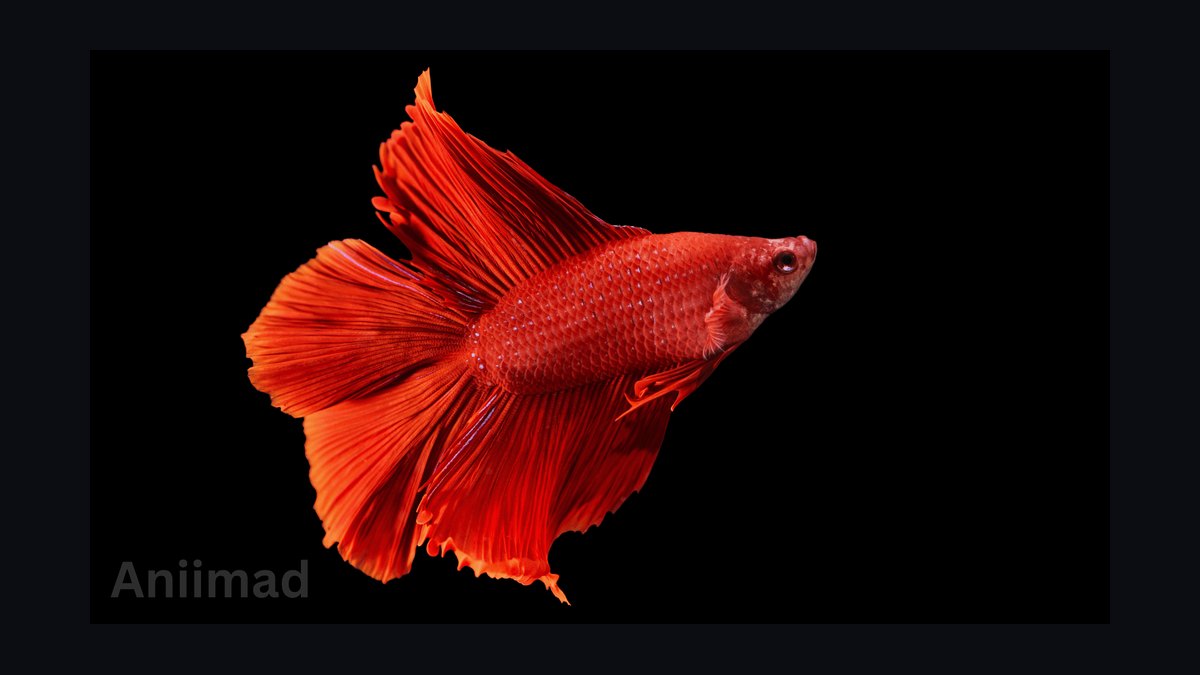 Top 10 Betta Fish Tail Types 2027 — figure 6