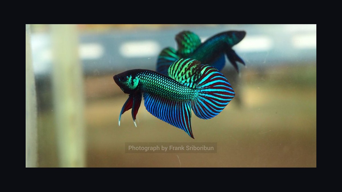 Top 10 Betta Fish Tail Types 2027 — figure 7