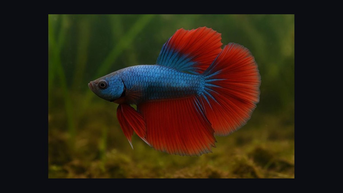 Top 10 Betta Fish Tail Types 2027 — figure 8