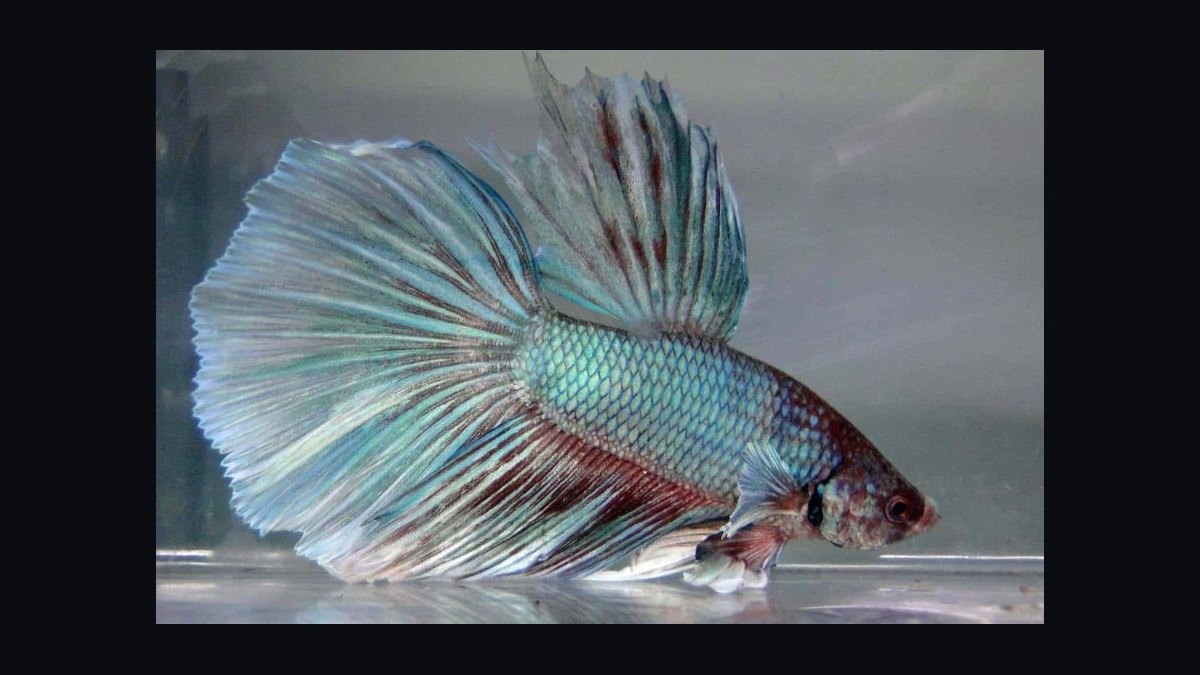 Top 10 Betta Fish Tail Types 2027 — figure 9