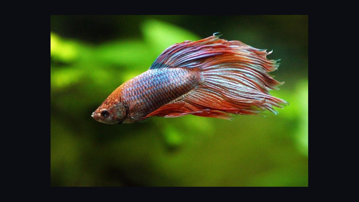 Top 10 Betta Fish Tail Types 2027