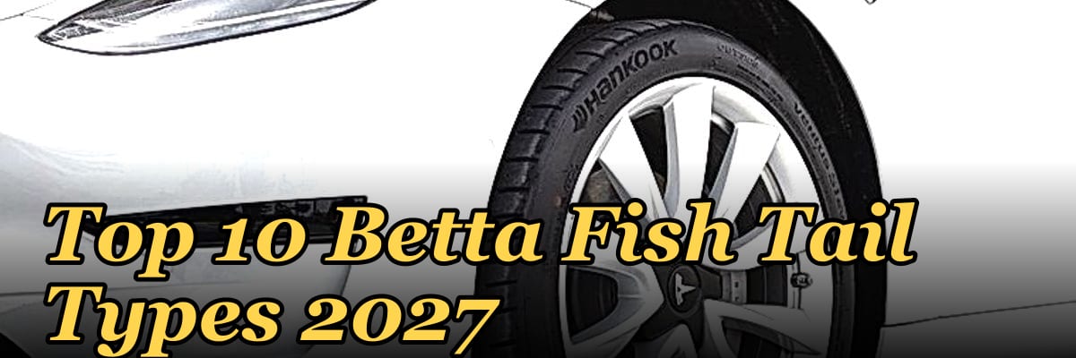 Top 10 Betta Fish Tail Types 2027