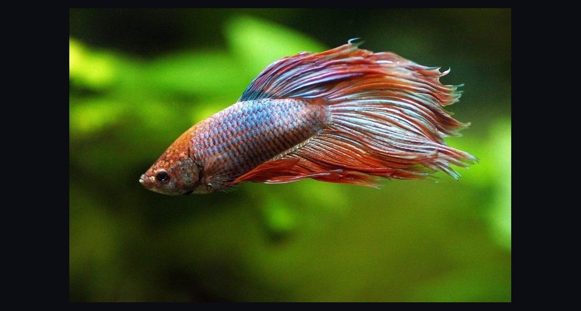 Top 10 Betta Fish Tail Types 2027