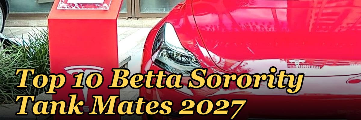 Top 10 Betta Sorority Tank Mates 2027
