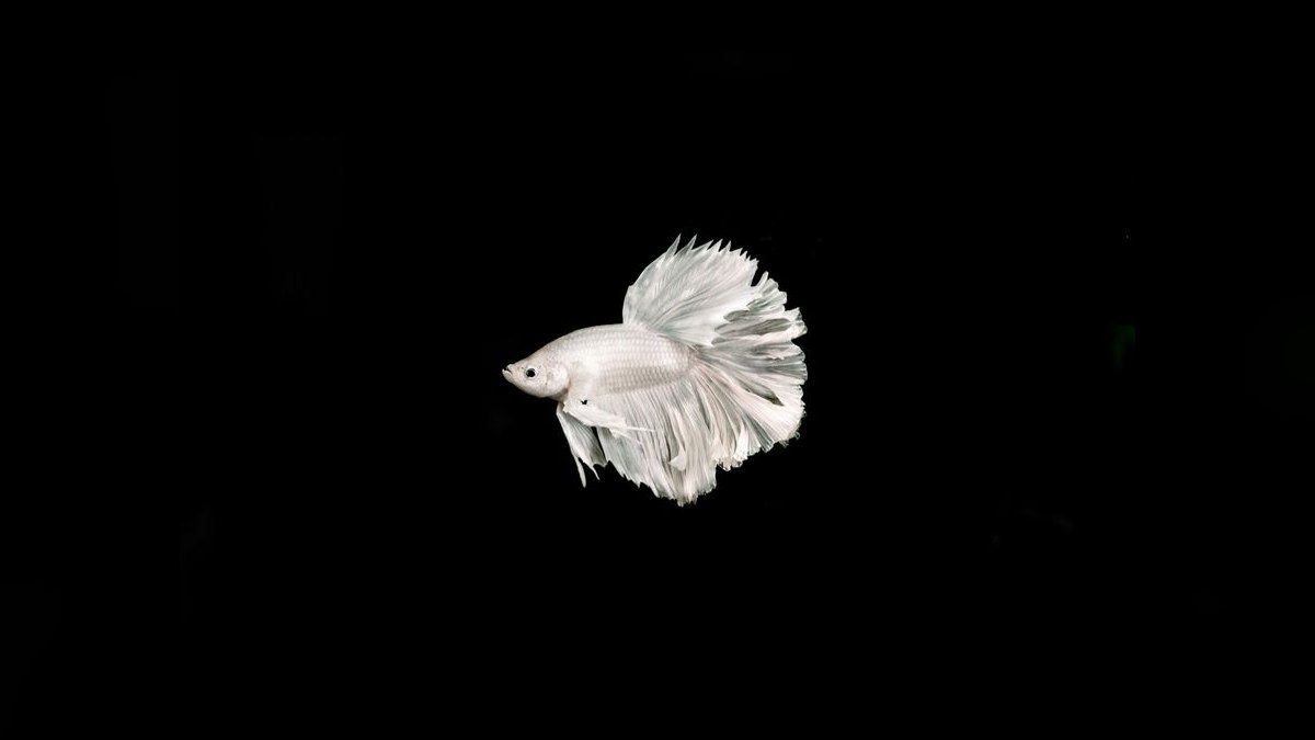 Top 10 Peaceful Betta Community Fish 2027 — figure 1