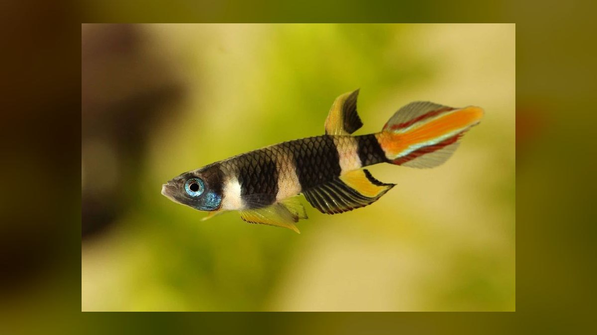 Top 10 Peaceful Betta Community Fish 2027 — figure 10