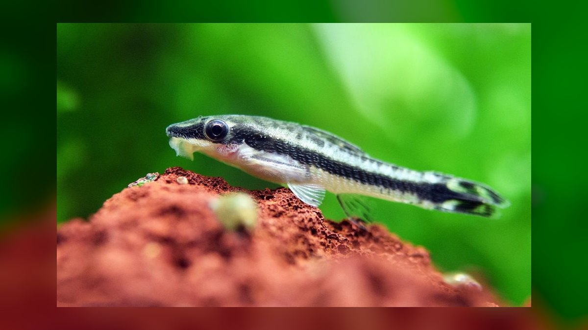 Top 10 Peaceful Betta Community Fish 2027 — figure 2