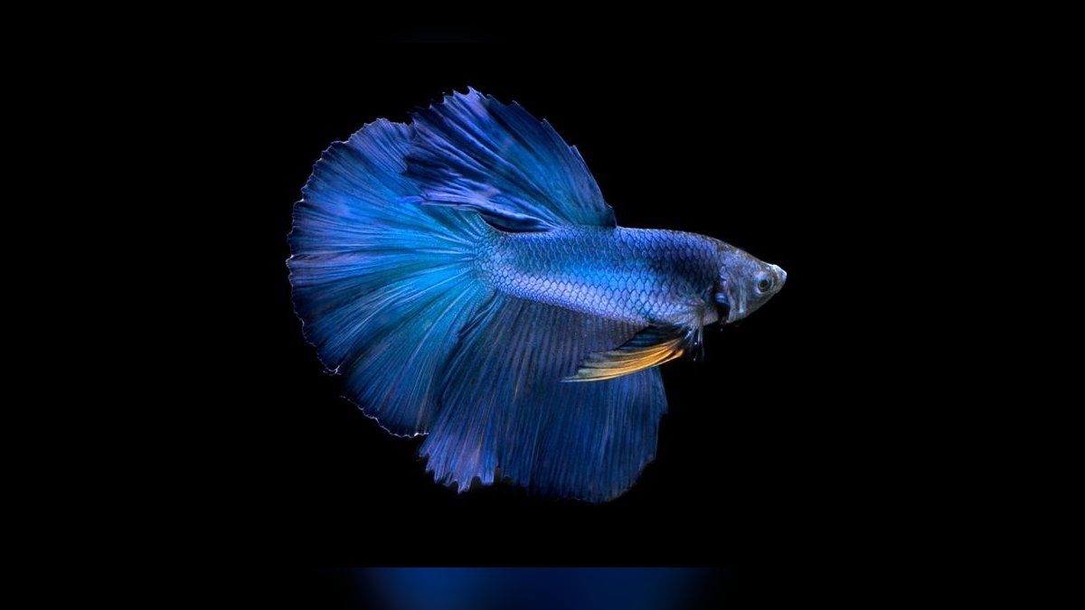 Top 10 Wild Type Betta Species 2027 — figure 1