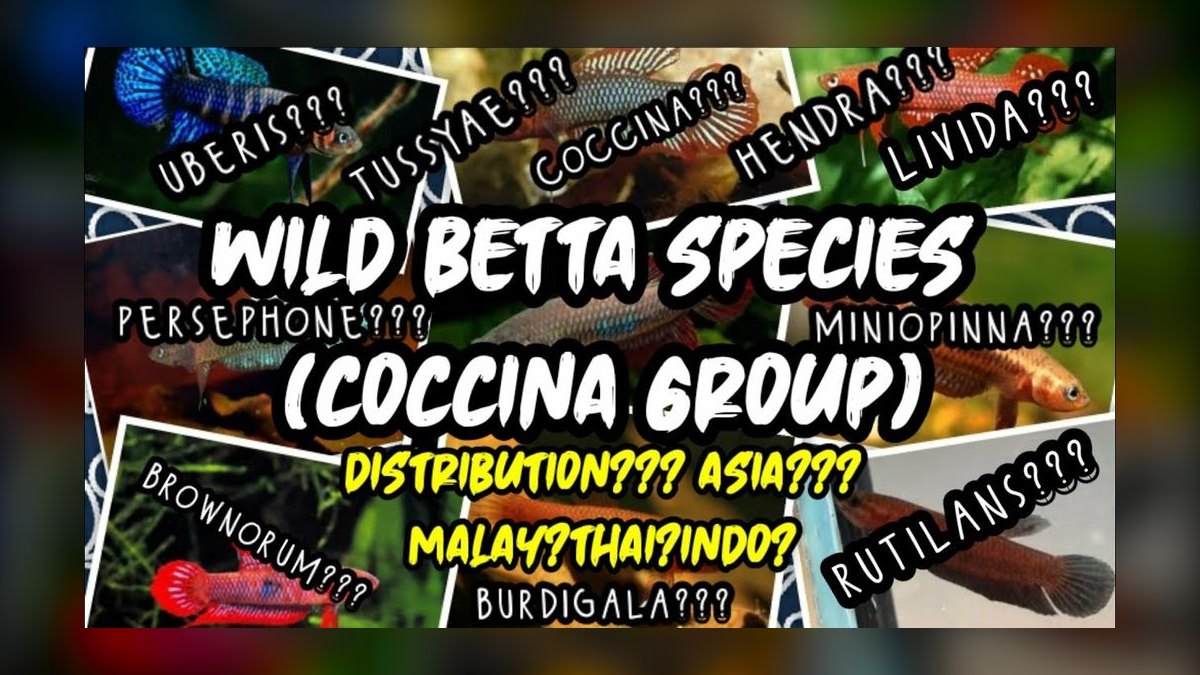 Top 10 Wild Type Betta Species 2027 — figure 10