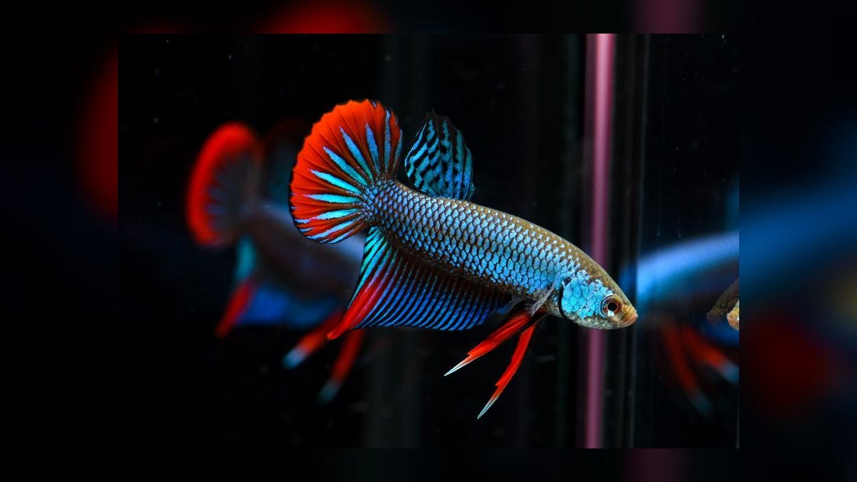 Top 10 Wild Type Betta Species 2027 — figure 2