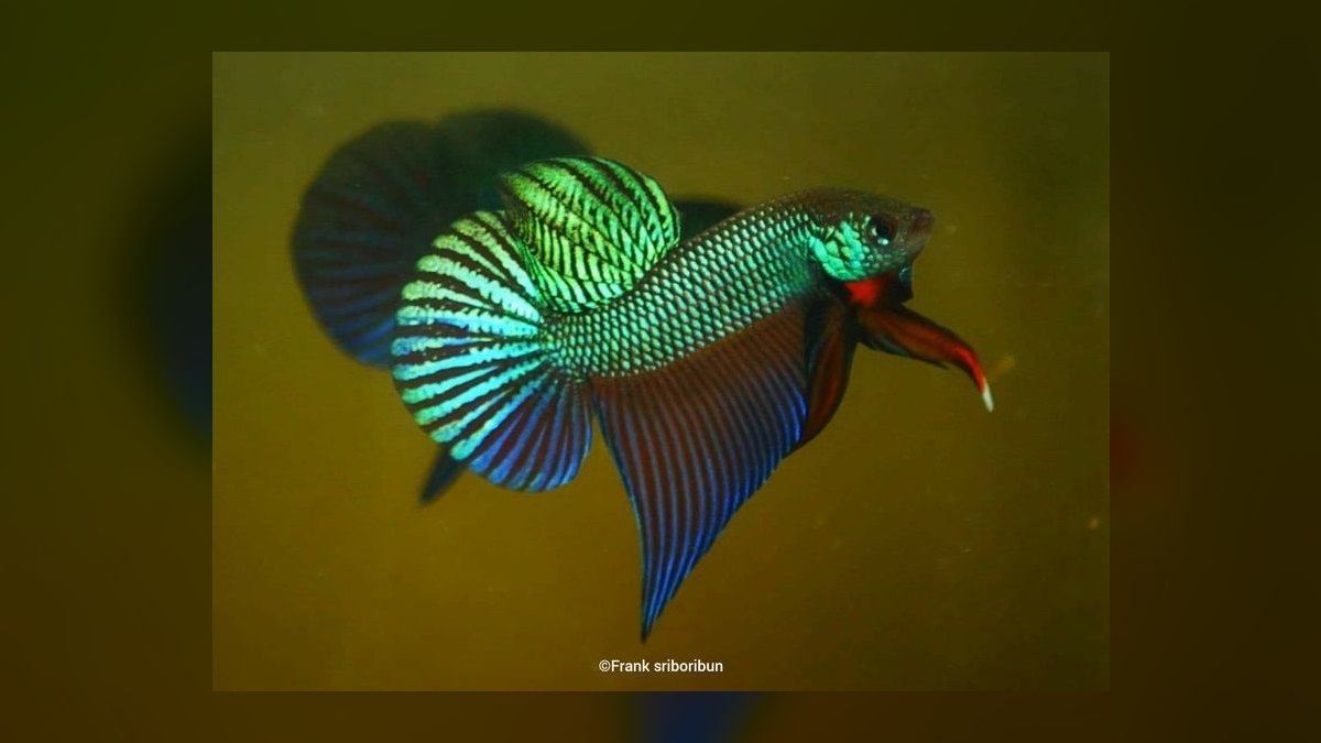 Top 10 Wild Type Betta Species 2027 — figure 3