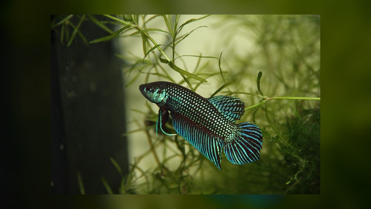 Top 10 Wild Type Betta Species 2027 — figure 4