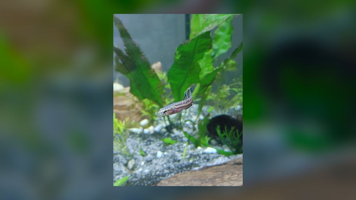 Top 10 Wild Type Betta Species 2027 — figure 5