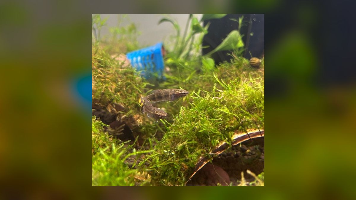 Top 10 Wild Type Betta Species 2027 — figure 6