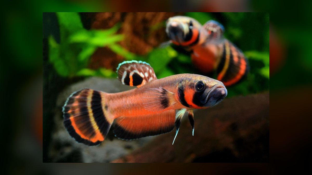 Top 10 Wild Type Betta Species 2027 — figure 7
