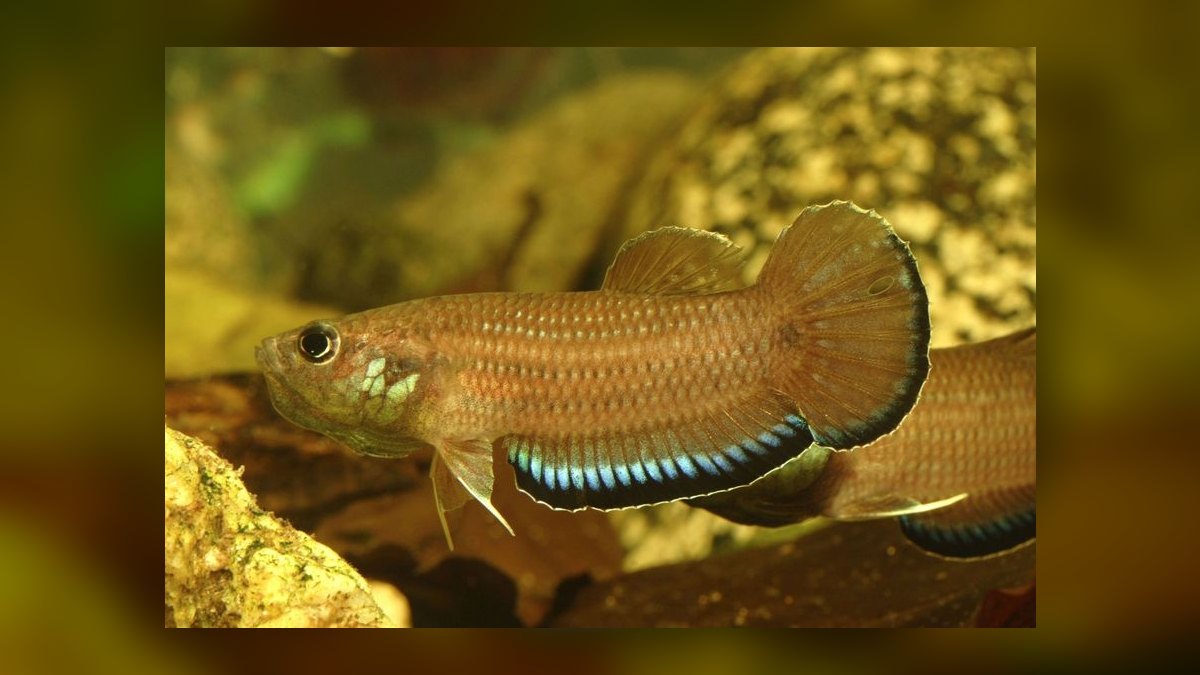 Top 10 Wild Type Betta Species 2027 — figure 8